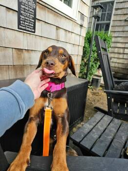 COCOA -  Dachshund Dog for Adoption in Holbrook, New York - COCOA | PetCurious