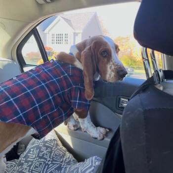 Basil -  Basset Hound Dog for Adoption in Ferndale, Michigan - Basil | PetCurious