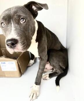 Pit Bull Terrier Dogs Available for Adoption in Houston, Texas - A656872 | PetCurious