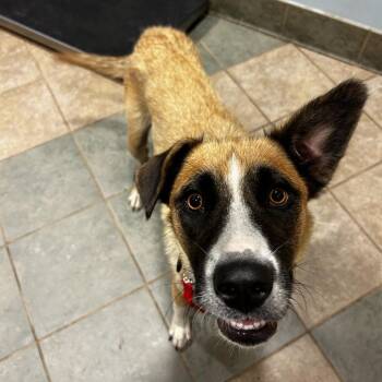 Coral -  Mixed Breed Dog for Adoption in Chattanooga, Tennessee - Coral | PetCurious
