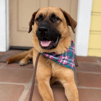 Captain -  Saint Bernard and German Shepherd Dog Dog for Adoption in Goleta, California - Captain | PetCurious