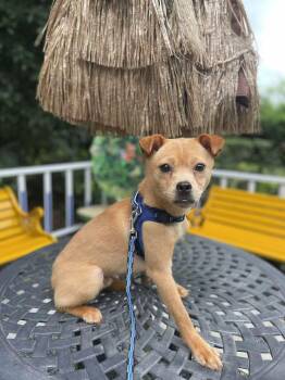 Teddy -  Chihuahua and Spitz Dog for Adoption in Richmond, British Columbia - Teddy | PetCurious