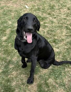 Labrador Retriever Dogs Available for Adoption in Lisbon, Iowa - Jake | PetCurious