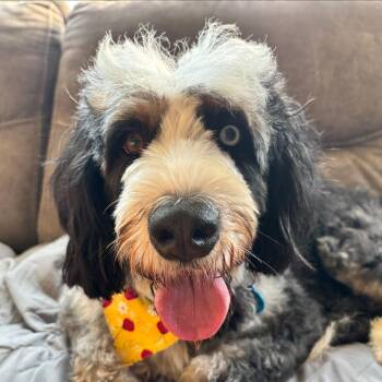 Maggie -  Bernese Mountain Dog and Poodle Dog for Adoption in Cincinnati, Ohio - Maggie | PetCurious