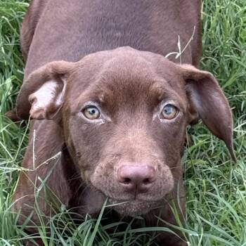 Dachshund and Terrier Dogs Available for Adoption in Brenham, Texas - Fisher | PetCurious