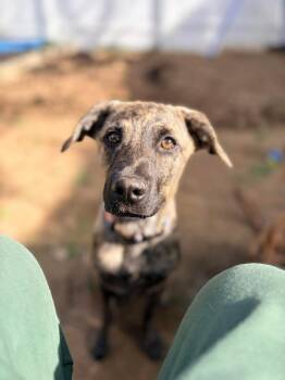 Retriever Dogs Available for Adoption in Valley Stream, New York - Sunflower | PetCurious