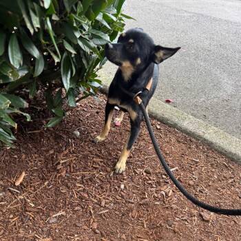 Jett -  Chihuahua Dog for Adoption in Newberg, Oregon - Jett | PetCurious