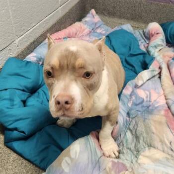 HARPER -  Pit Bull Terrier Dog for Adoption - HARPER | PetCurious
