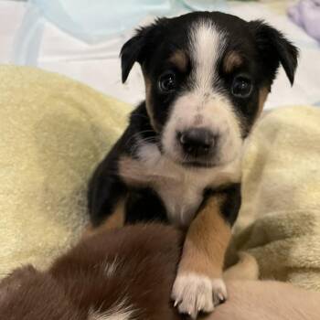 Razzle Dazzle (Razz) -  Mixed Breed Dog for Adoption in Fairfax Station, Virginia - Razzle Dazzle (Razz) | PetCurious
