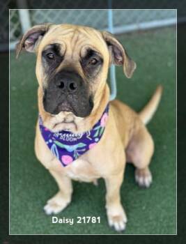 DAISY -  Mastiff Dog for Adoption in Marietta, Georgia - DAISY | PetCurious