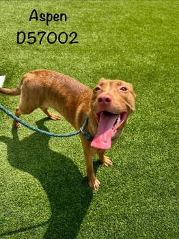 Aspen -  Pit Bull Terrier and Mixed Breed Dog for Adoption in Clarksville, Tennessee - Aspen | PetCurious