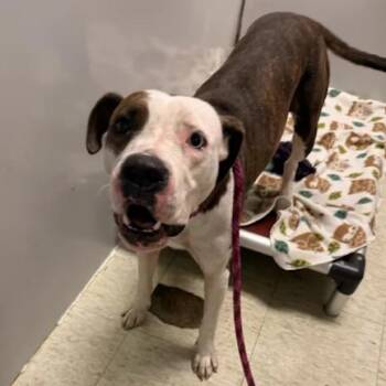 Makalu -  Pit Bull Terrier Dog for Adoption in East St. Louis, Illinois - Makalu | PetCurious