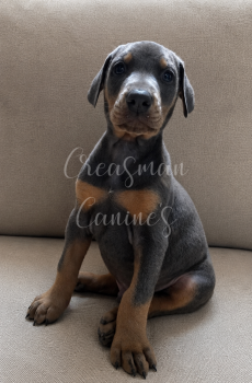 Hannibal. Blue Male. Doberman Pinscher Puppy -  Doberman Pinscher Dog for Sale in Ider, Alabama - Hannibal. Blue Male. Doberman Pinscher Puppy | PetCurious