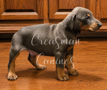 Hannibal. Blue Male. Doberman Pinscher Puppy -  Doberman Pinscher Dog for Sale in Ider, Alabama - Hannibal. Blue Male. Doberman Pinscher Puppy | PetCurious
