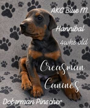 Hannibal. Blue Male. Doberman Pinscher Puppy -  Doberman Pinscher Dog for Sale in Ider, Alabama - Hannibal. Blue Male. Doberman Pinscher Puppy | PetCurious