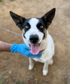 Rescue Mixed Breed and Siberian Husky Dogs for Adoption in Baraboo, Wisconsin - Magnalina | PetCurious