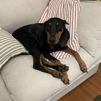 Meadow -  Doberman Pinscher and Mixed Breed Dog for Adoption in Turlock, California - Meadow | PetCurious