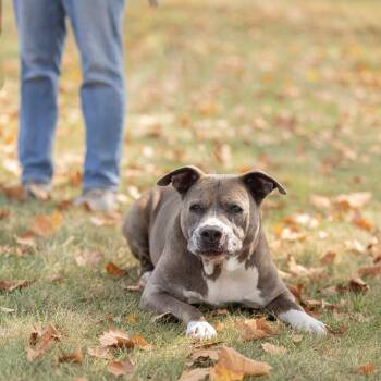 Taro -  Mixed Breed Dog for Adoption in Dearborn, Michigan - Taro | PetCurious
