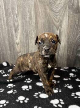 Mixed Breed Dogs Available for Adoption in Fort Worth, Texas - Monsoon | PetCurious