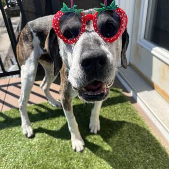 Norman -  Hound and Shepherd Dog for Adoption in Whitewater, Wisconsin - Norman | PetCurious