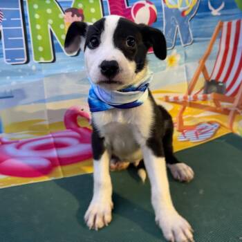 Boxer Dogs Available for Adoption in Aledo, Texas - Hank | PetCurious