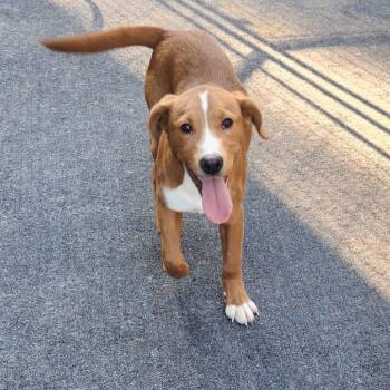 Koda -  Hound and Mixed Breed Dog for Adoption in Cleveland, Tennessee - Koda | PetCurious