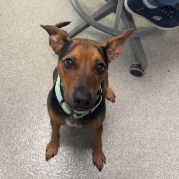 Benjamin -  Terrier Dog for Adoption in Englewood, Florida - Benjamin | PetCurious