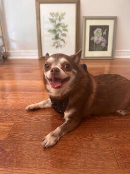 CHEWY-NOT AVAILABLE FOR ADOPTION -  Chihuahua Dog for Adoption in Toronto, Ontario - CHEWY-NOT AVAILABLE FOR ADOPTION | PetCurious
