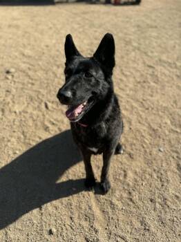 German Shepherd Dog and Dutch Shepherd Dogs Available for Adoption in Glendale, Arizona - Pantera  | PetCurious