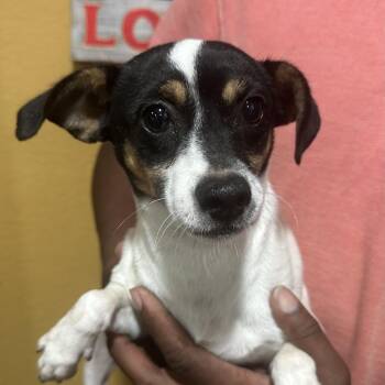 Patsy - Local November 6-8 -  Rat Terrier Dog for Adoption in Brookshire, Texas - Patsy - Local November 6-8 | PetCurious