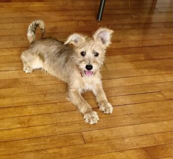 Yorkshire Terrier and Schnauzer Dogs Available for Adoption - CiCi | PetCurious