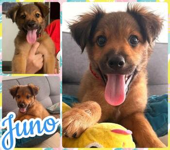 Juno -  Australian Shepherd Dog for Adoption in Ringwood, New Jersey - Juno | PetCurious