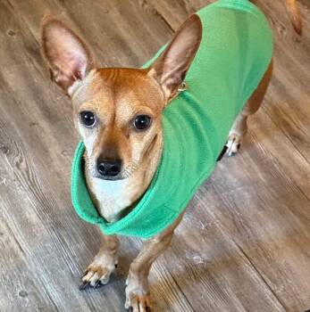 Rescue Chihuahua Dogs for Adoption - Willow | PetCurious