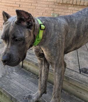 Mixed Breed Dogs Available for Adoption - KASEY | PetCurious