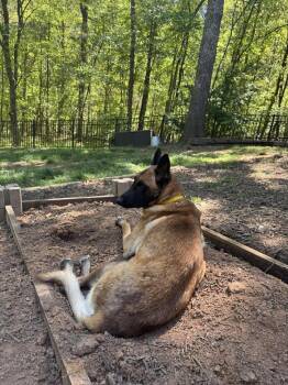 Lucian -  Belgian Shepherd Malinois Dog for Adoption in Imlay City, Michigan - Lucian | PetCurious