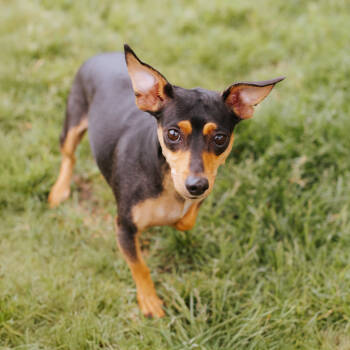Rescue Rat Terrier and Chihuahua Dogs for Adoption in Northbrook, Illinois - Layla | PetCurious