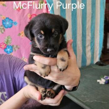 McFlurry -  Basset Hound and Mixed Breed Dog for Adoption in Fairfax Station, Virginia - McFlurry | PetCurious