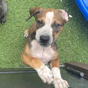 Nancy 1981 -  Mixed Breed Dog for Adoption in Loxahatchee Groves, Florida - Nancy 1981 | PetCurious