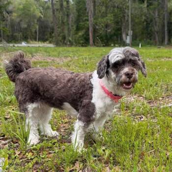 Tashi -  Shih Tzu Dog for Adoption in Warren, Rhode Island - Tashi | PetCurious