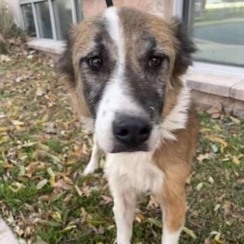 Rescue Collie Dogs for Adoption in Saint George, Vermont - Maggie Mae | PetCurious