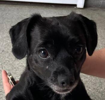 Bread Stick -  Mixed Breed Dog for Adoption in Cincinnati, Ohio - Bread Stick | PetCurious