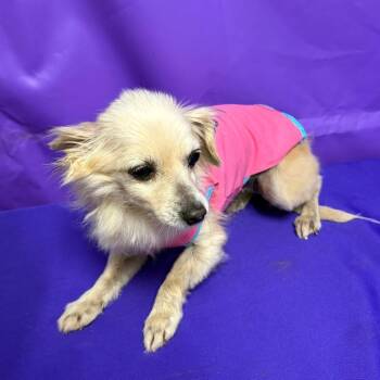 Dolly Parton -  Chihuahua and Dachshund Dog for Adoption in North Myrtle Beach, South Carolina - Dolly Parton | PetCurious