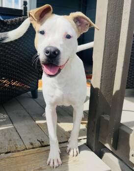 American Staffordshire Terrier and Bull Terrier Dogs Available for Adoption in Elizabeth, Colorado - Inks | PetCurious