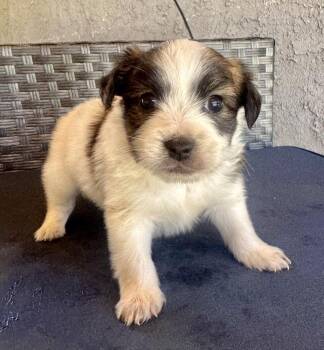 Earl -  Terrier and Mixed Breed Dog for Adoption in Los Angeles, California - Earl | PetCurious