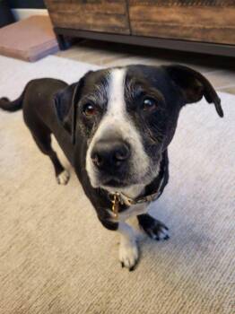 Chihuahua Dogs Available for Adoption in Woodland, California - *FLOPSY | PetCurious