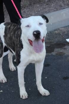 Rescue Pit Bull Terrier and Mixed Breed Dogs for Adoption in El Paso, Texas - Zeke* | PetCurious