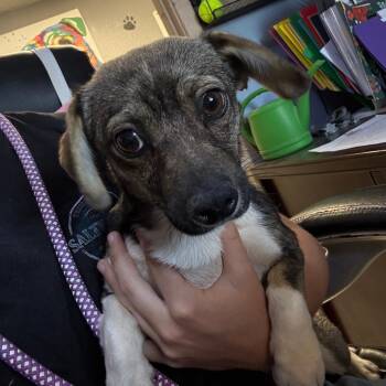 Chihuahua Dogs Available for Adoption in Casa Grande, Arizona - Walker | PetCurious