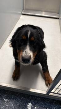 Indie -  Bernese Mountain Dog Dog for Adoption in Tustin, California - Indie | PetCurious