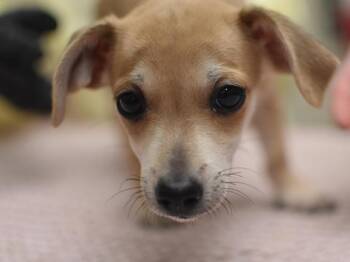 Cannoli -  Chihuahua and Dachshund Dog for Adoption in Portland, Oregon - Cannoli | PetCurious