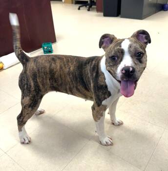 American Bully Dogs Available for Adoption in Clayton, New Jersey - Coco | PetCurious